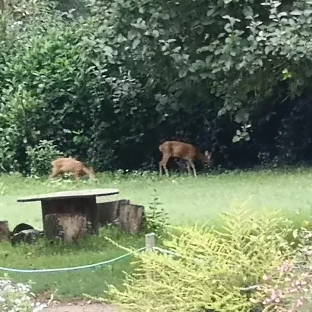 Lejlighed Le Petit Plessis Ruaudin